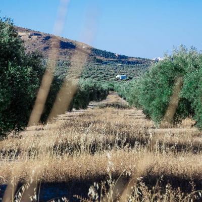 Aceite de Sierra Magina