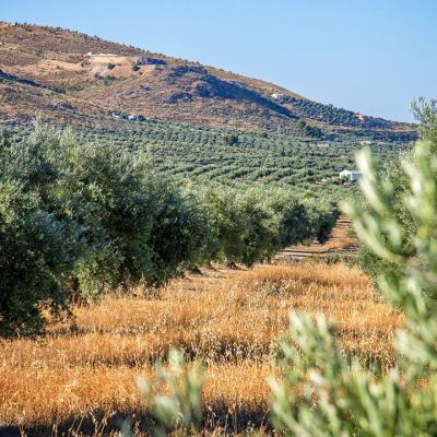 Aceite de Sierra Magina